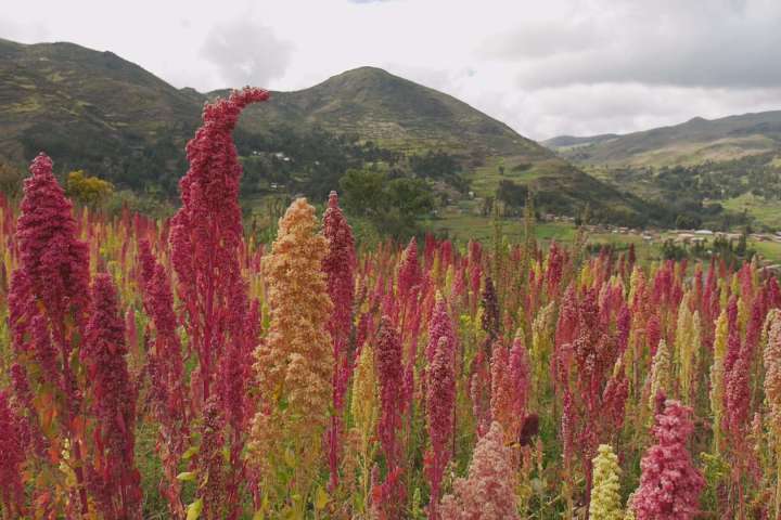 participatory-plant-breeding
